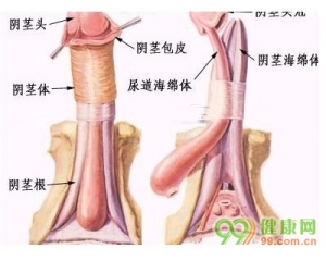 有的男性阴茎